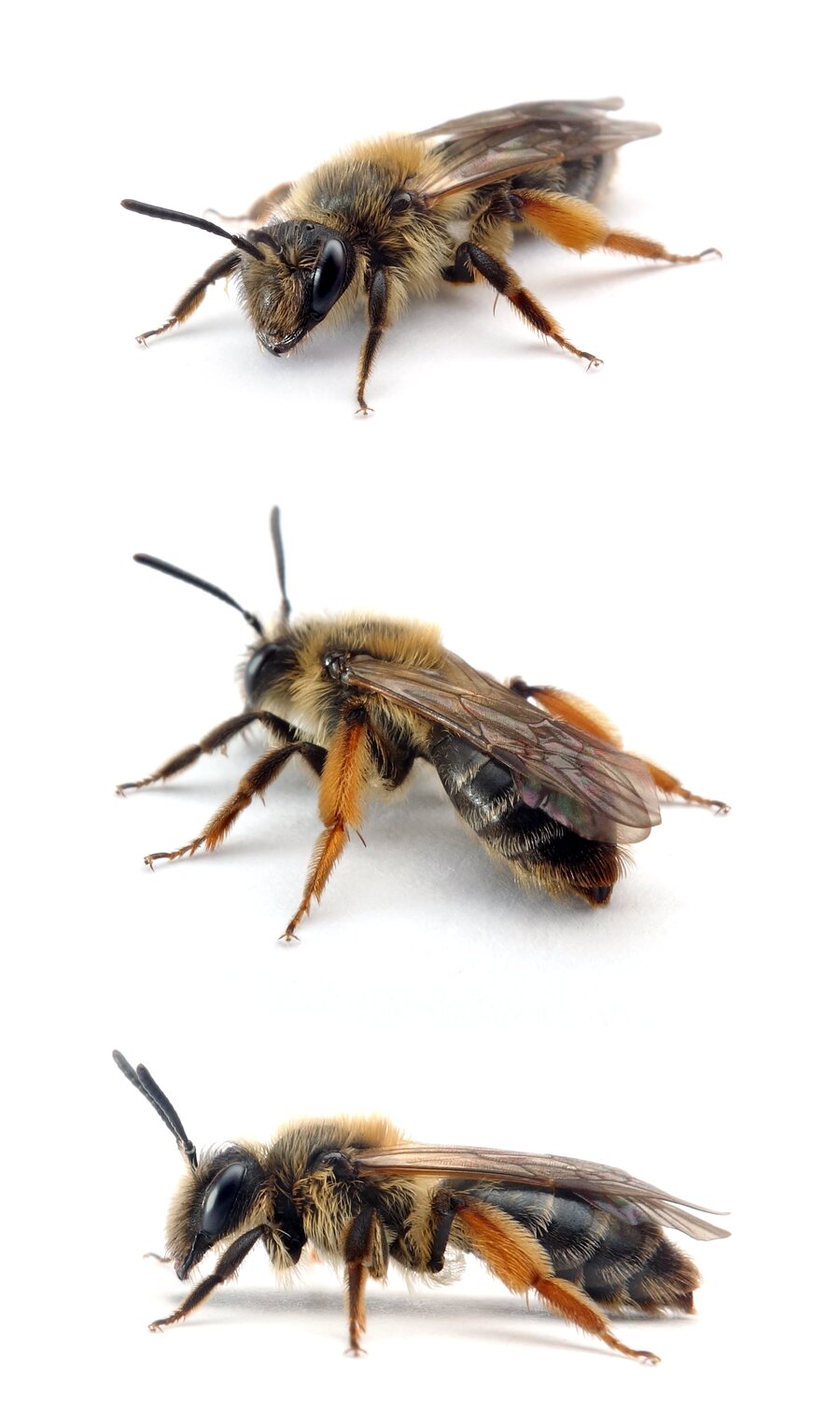 Andrena ruficrus ♀ Rotschienen-Sandbiene 9-10 mm