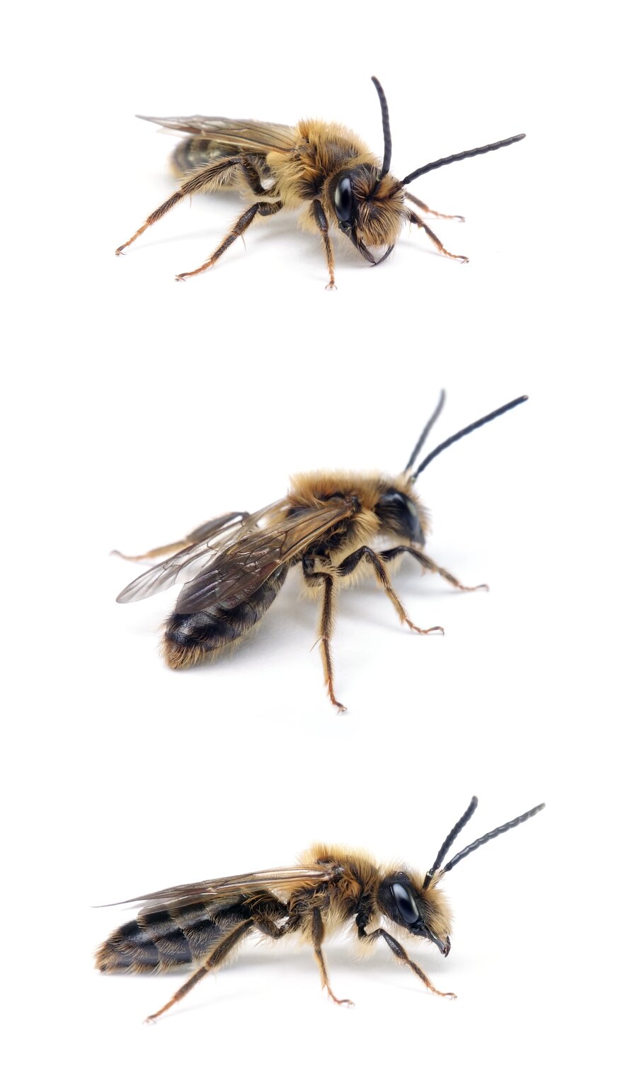 Andrena scotica (Syn. carantonica) ♂ Gesellige Sandbiene 11-13 mm