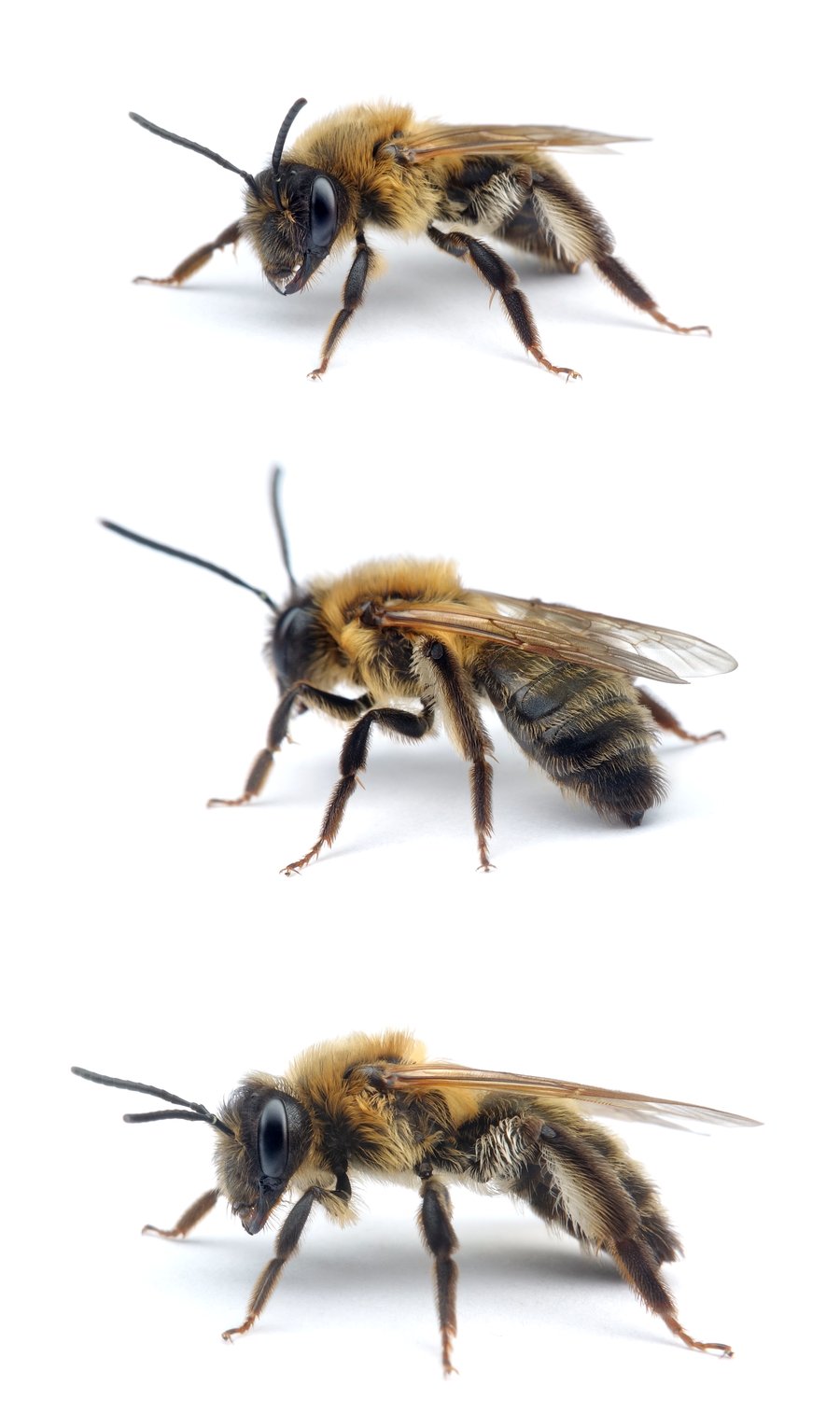 Andrena scotica (Syn. carantonica) ♀ Gesellige Sandbiene 12-14 mm