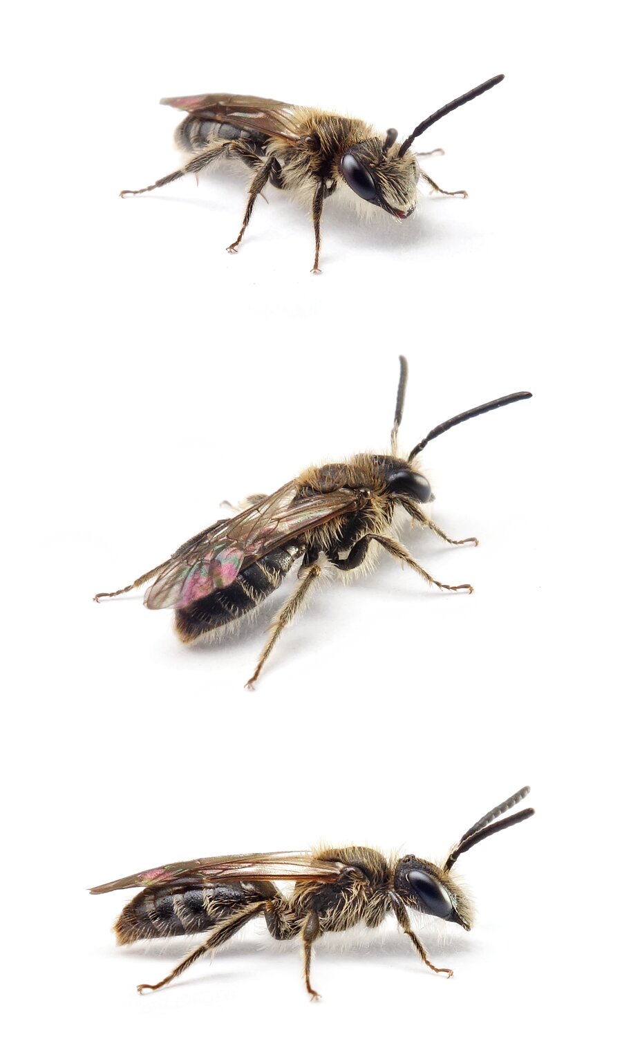 Andrena strohmella ♂ Leisten-Zwergsandbiene 6-7 mm