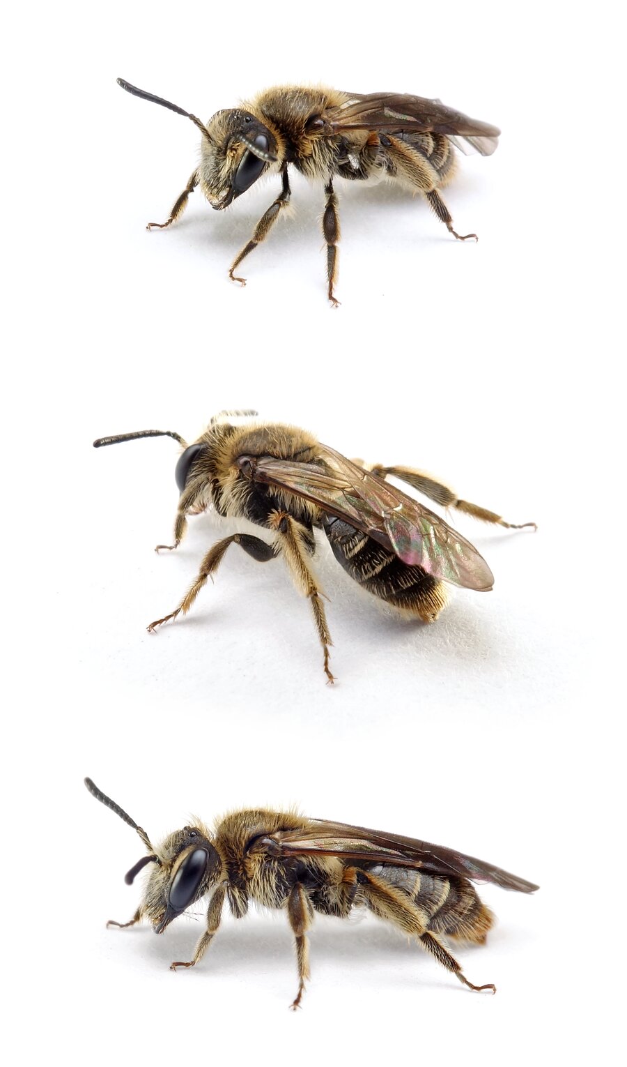 Andrena strohmella ♀ Leisten-Zwergsandbiene 7-8 mm