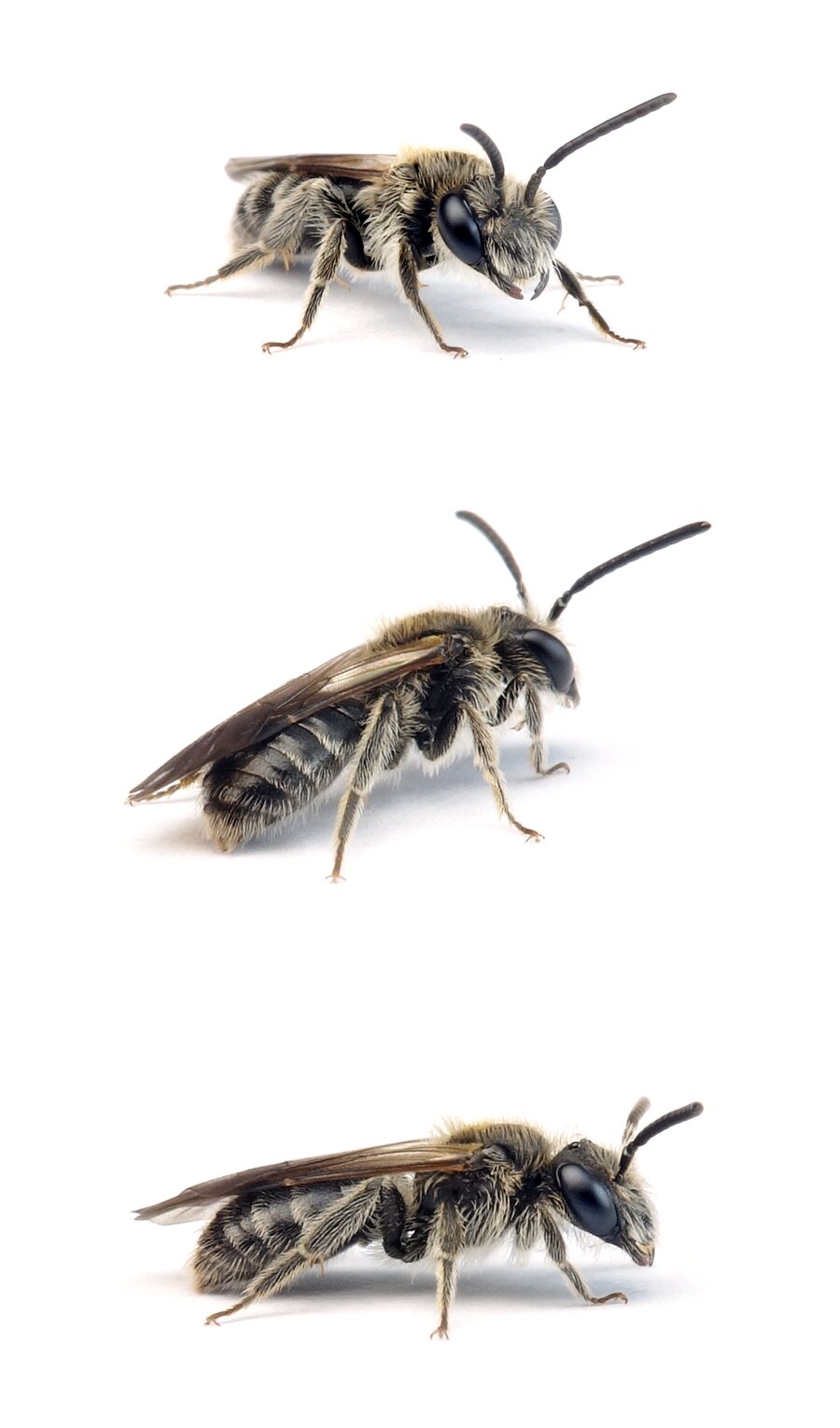 Andrena subopaca ♂ Glanzlose Zwergsandbiene 5-7 mm