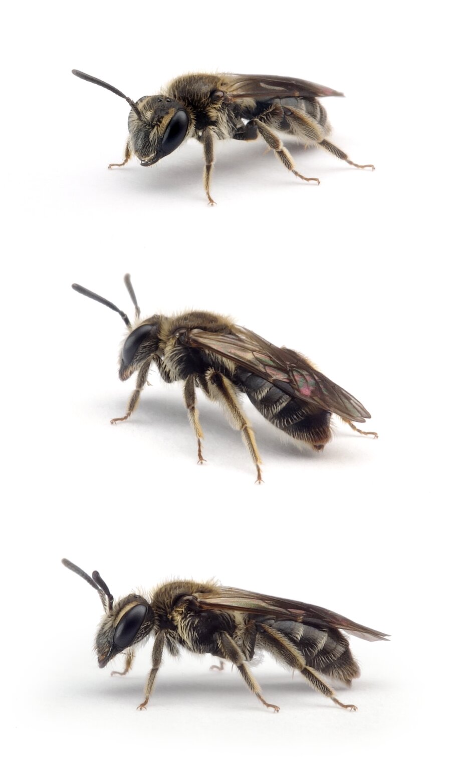 Andrena subopaca ♀ Glanzlose Zwergsandbiene 6-8 mm