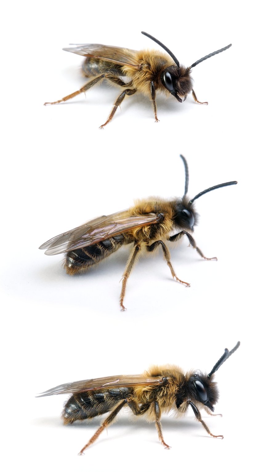 Andrena tibialis ♂ Rotbeinige Rippensandbiene 12-14 mm