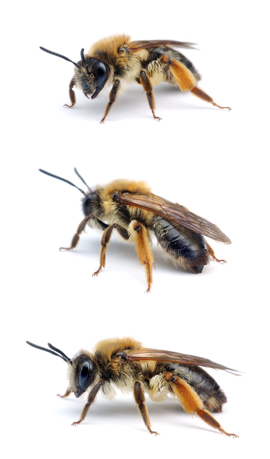 Andrena tibialis ♀ Rotbeinige Rippensandbiene 13-15 mm