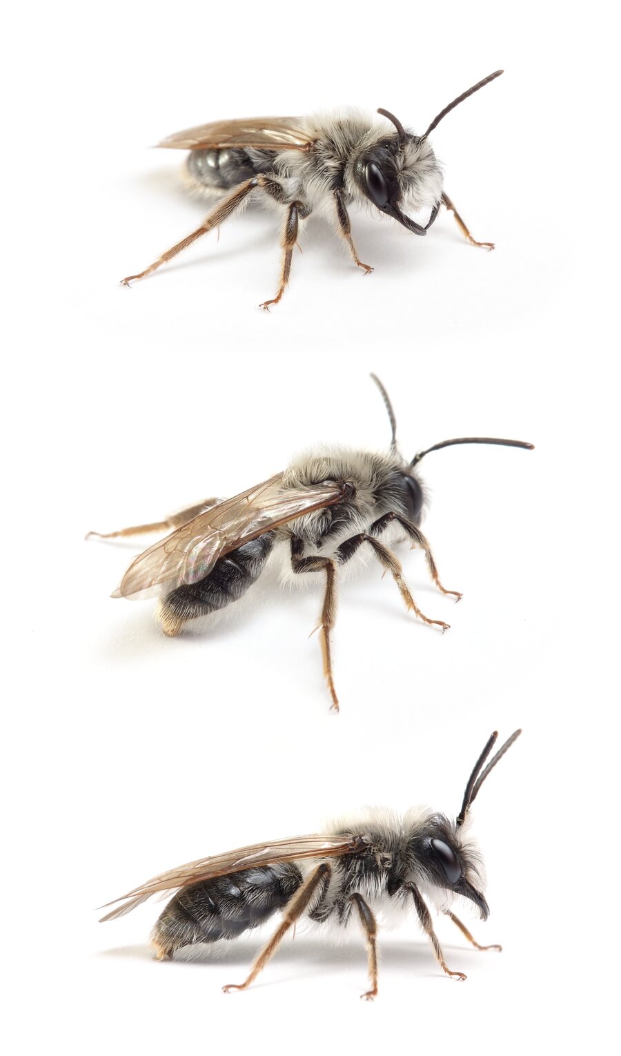 Andrena vaga ♂ Große Weiden-Sandbiene 13-15 mm