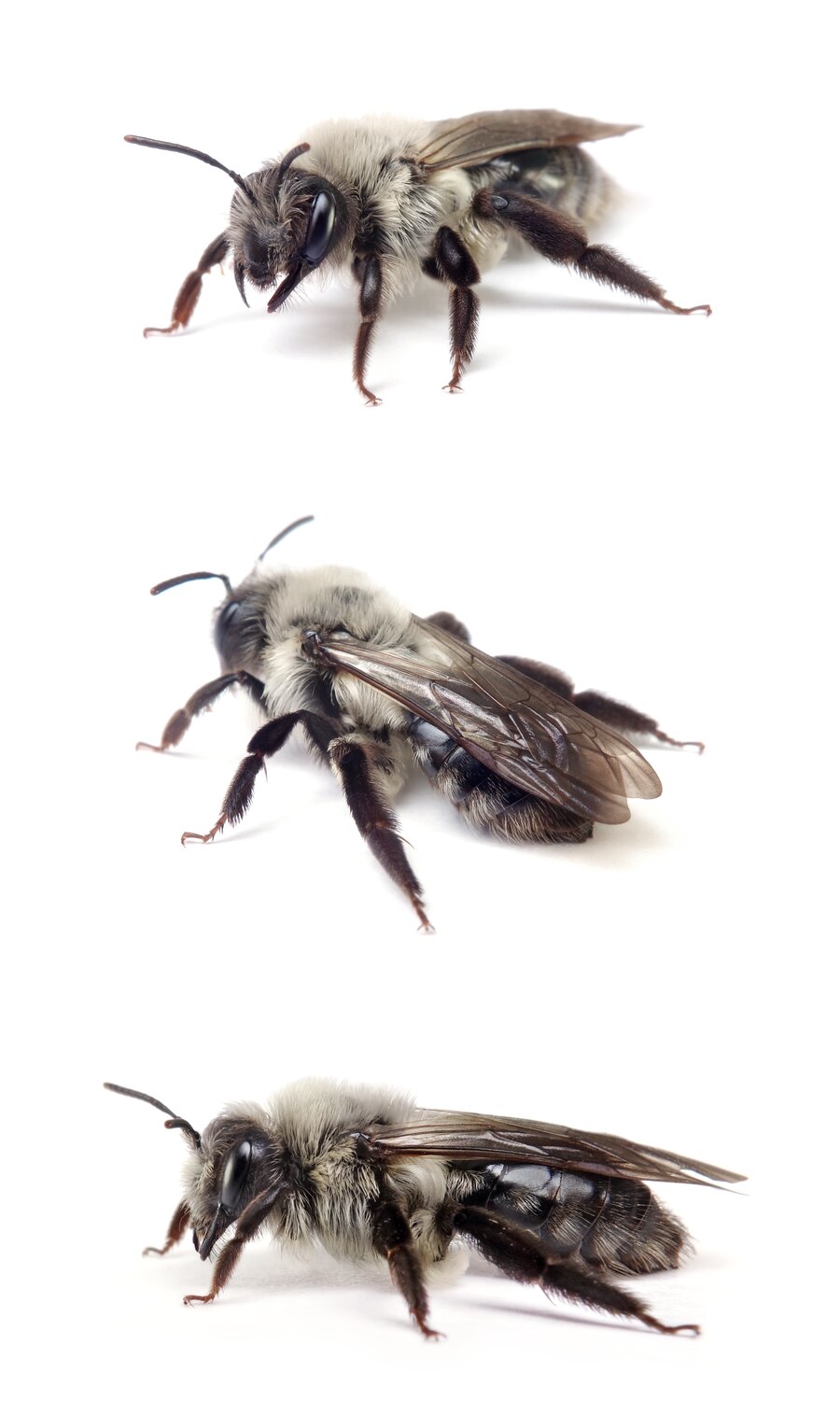 Andrena vaga ♀ Große Weiden-Sandbiene 13-15 mm