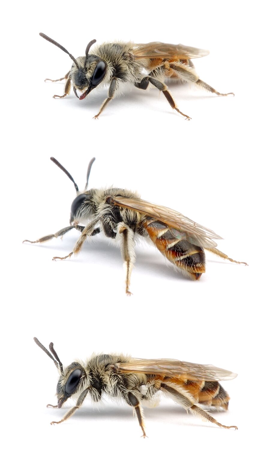 Andrena ventralis ♀ Rotbauch-Sandbiene 8-9 mm