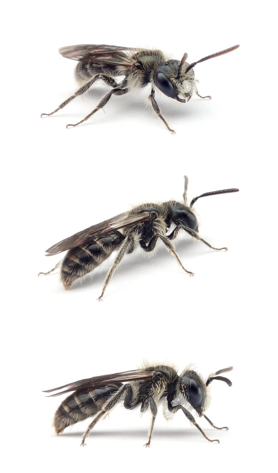 Andrena viridescens ♂ Blaue Ehrenpreis-Sandbiene 6-7 mm