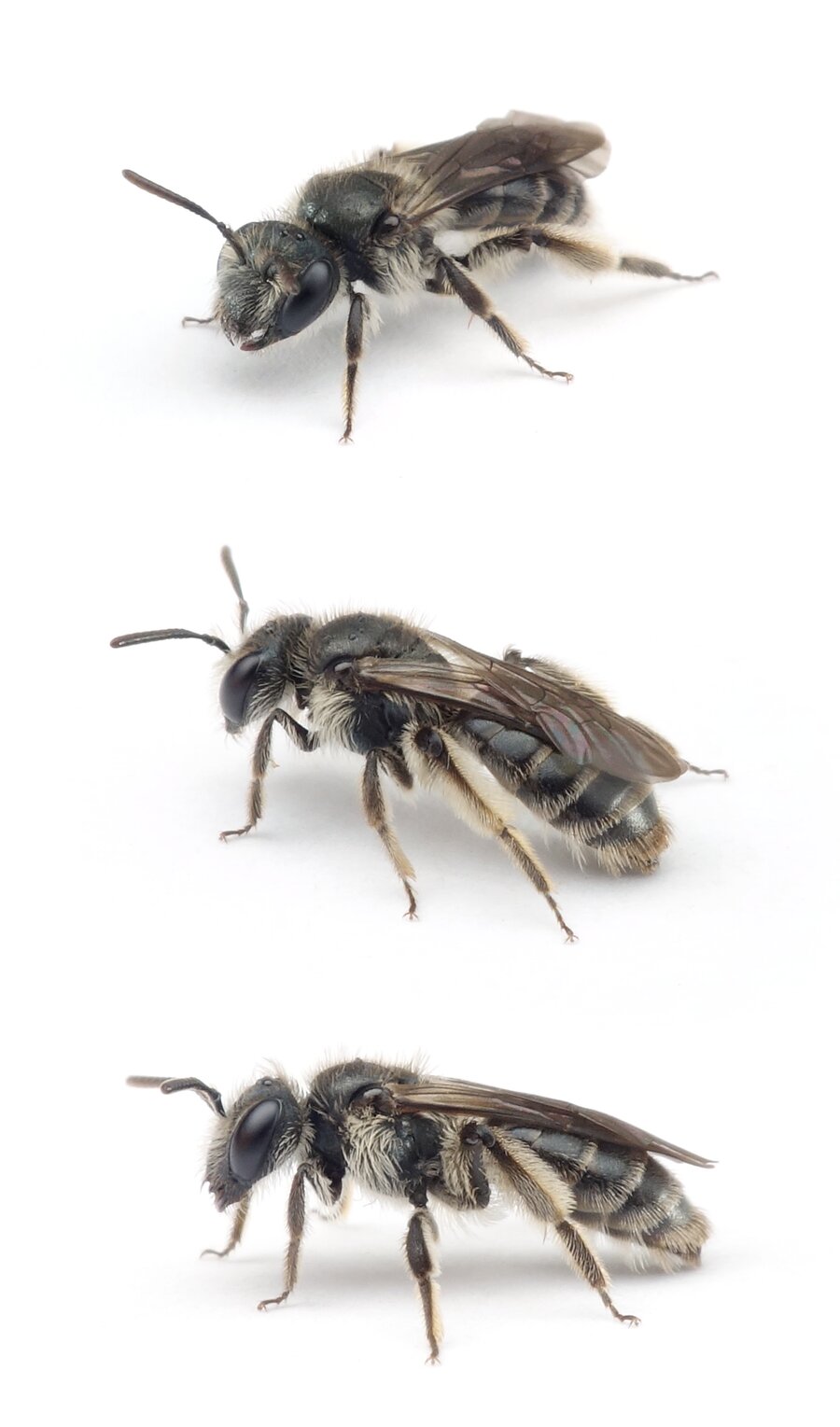 Andrena viridescens ♀ Blaue Ehrenpreis-Sandbiene 6-8 mm