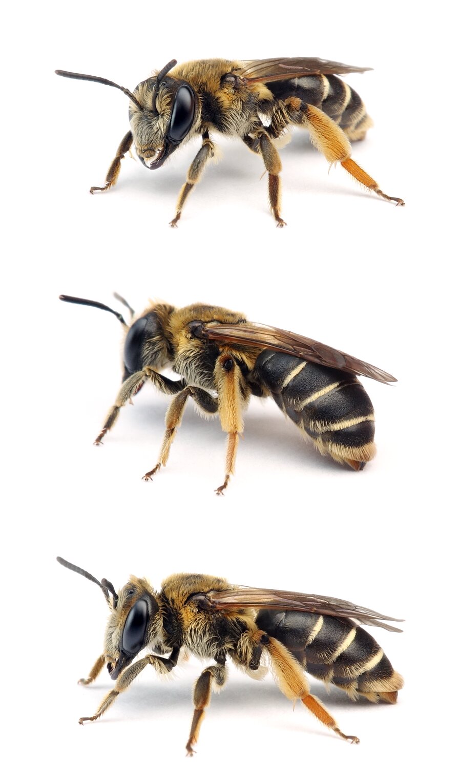 Andrena wilkella ♀ Grobpunktierte Kleesandbiene 11-12 mm