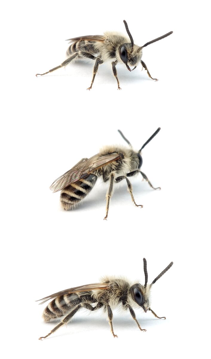 Andrena argentata ♂