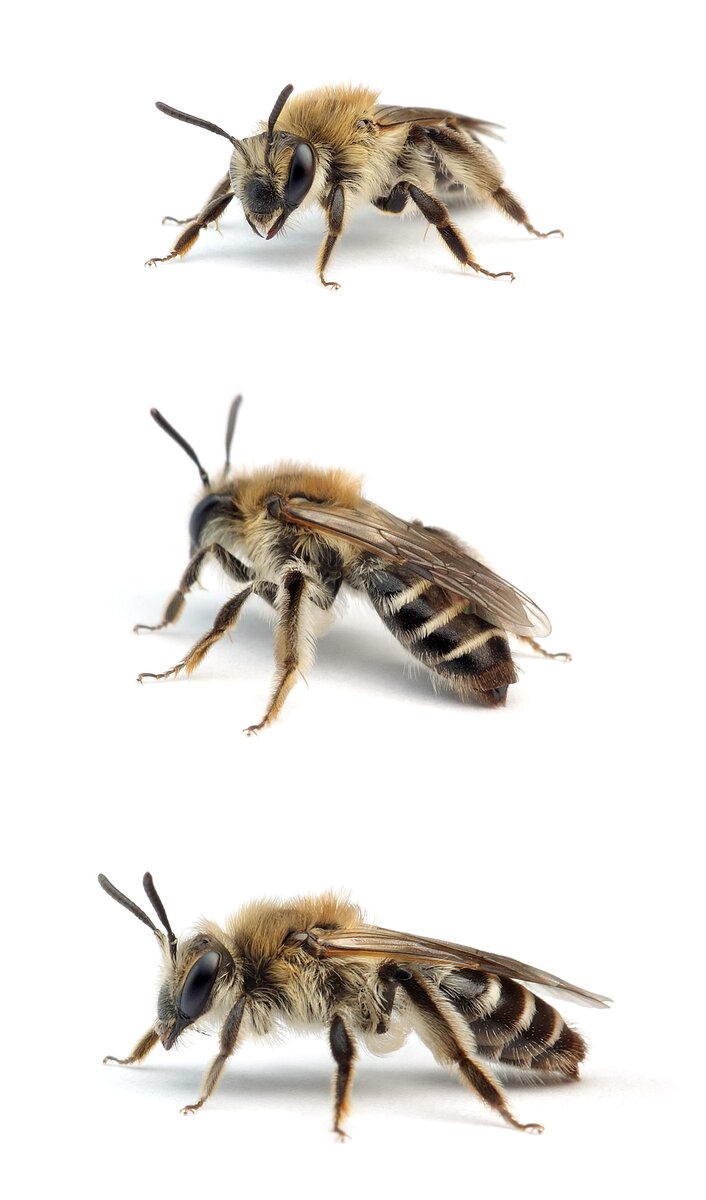 Andrena argentata ♀