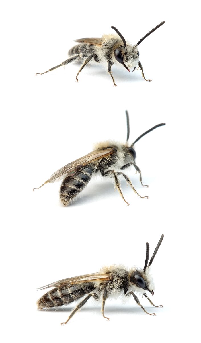 Andrena barbilabris ♂