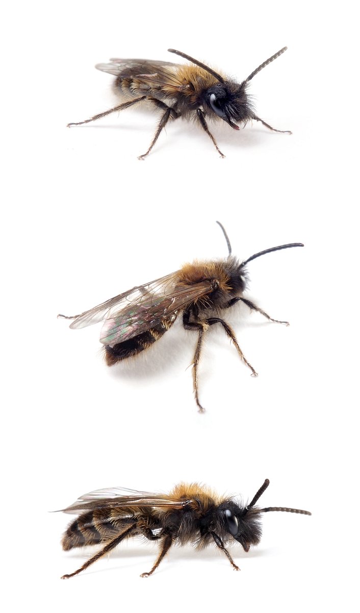 Andrena bicolor ♂ Zweifarbige Sandbiene 9-10 mm