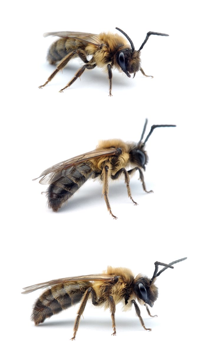 Andrena bimaculata ♂