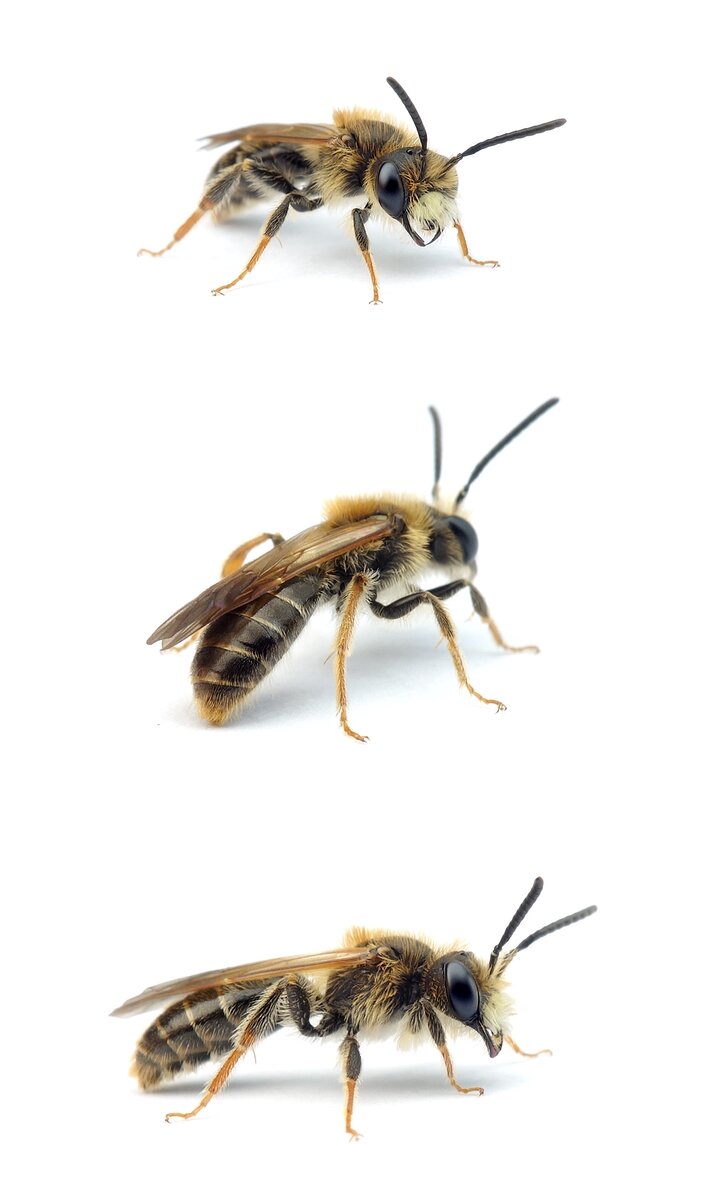 Andrena chrysosceles ♂