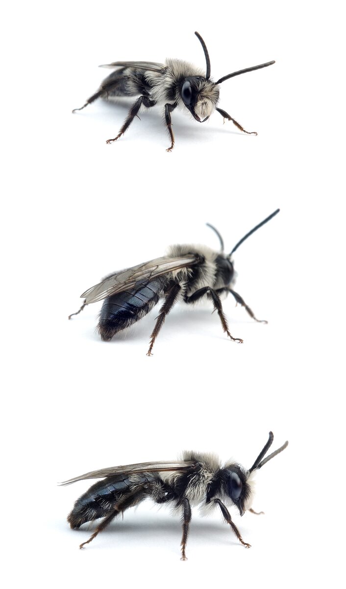 Andrena cineraria ♂