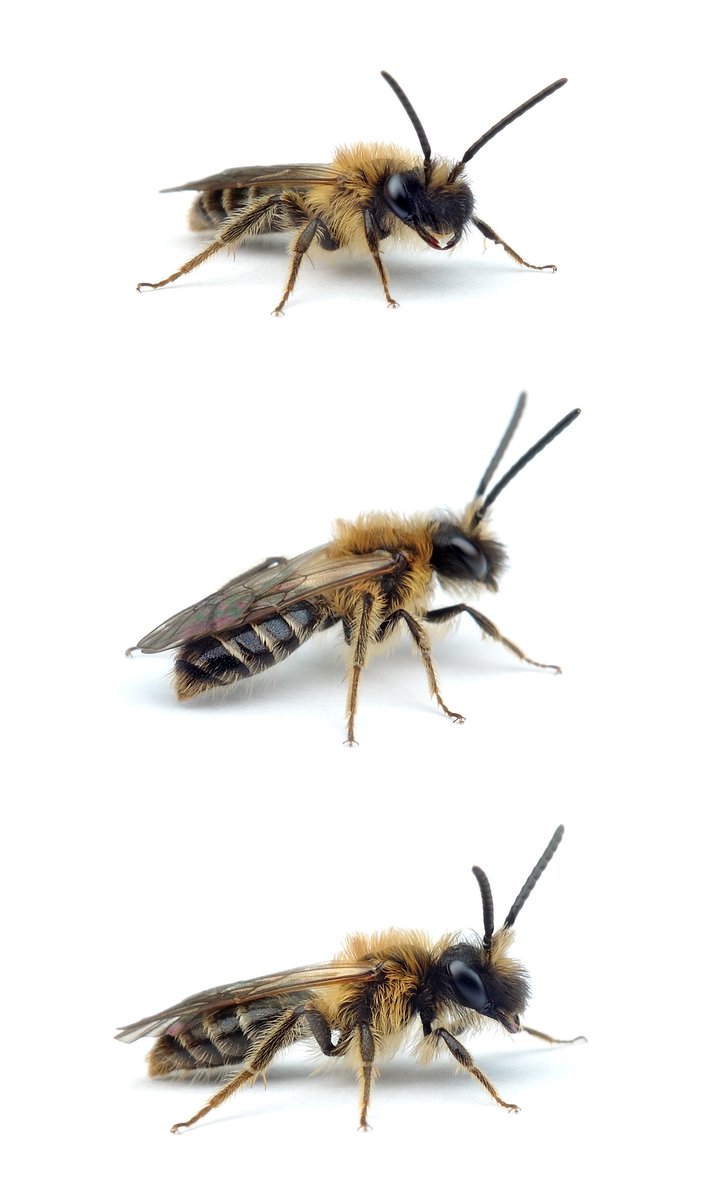Andrena congruens ♂ Wiesen-Körbchensandbiene 8-10 mm