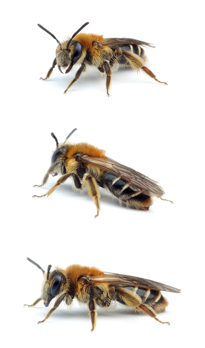Andrena congruens ♀ Wiesen-Körbchensandbiene 10 mm