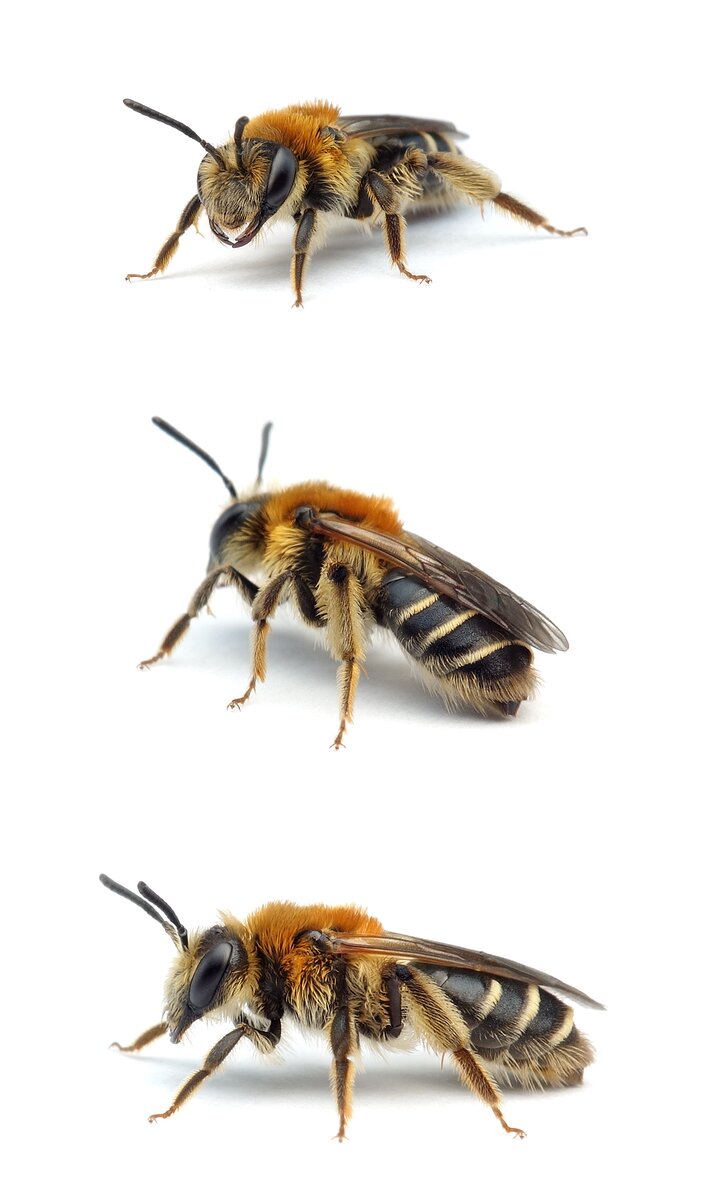 Andrena congruens ♀ Wiesen-Körbchensandbiene 10 mm, 2. Generation