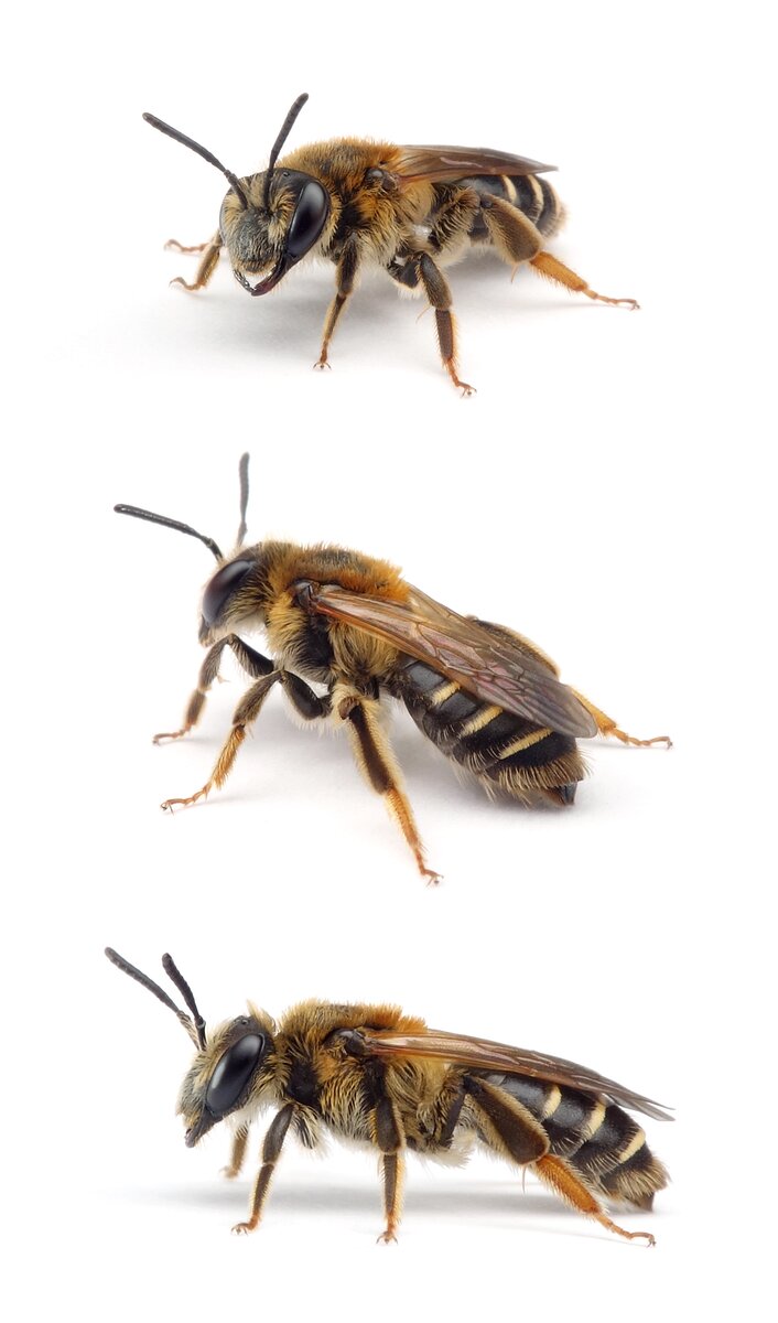 Andrena dorsata ♀