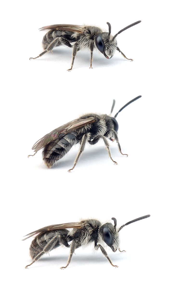 Andrena falsifica ♂