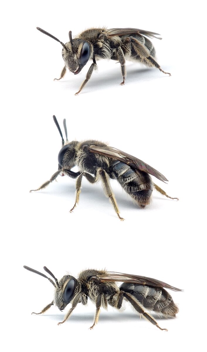 Andrena falsifica ♀