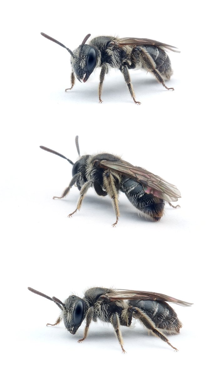 Andrena falsifica ♀