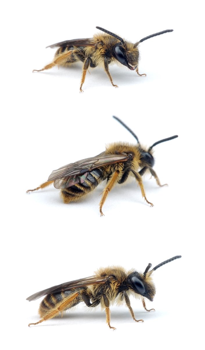 Andrena fulvago ♂