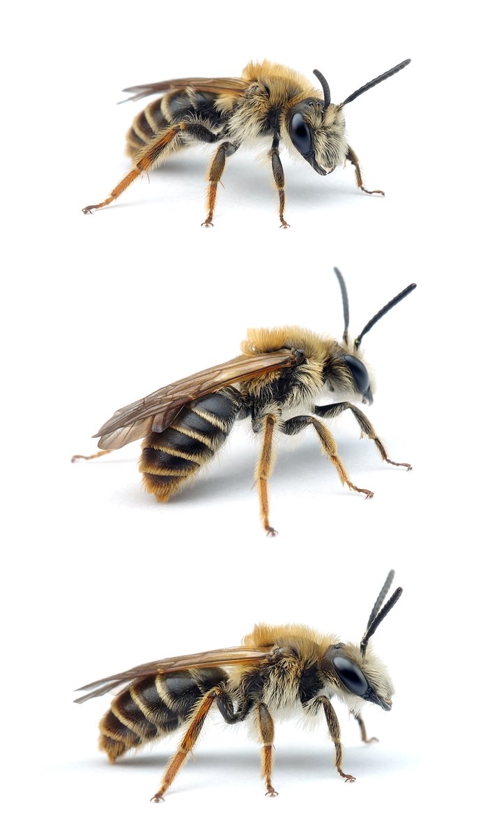 Andrena lathyri ♂