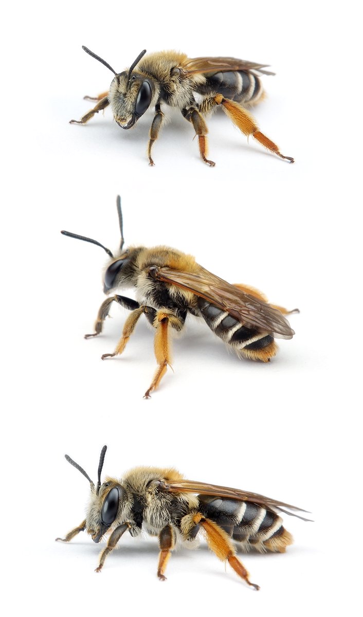 Andrena lathyri ♀