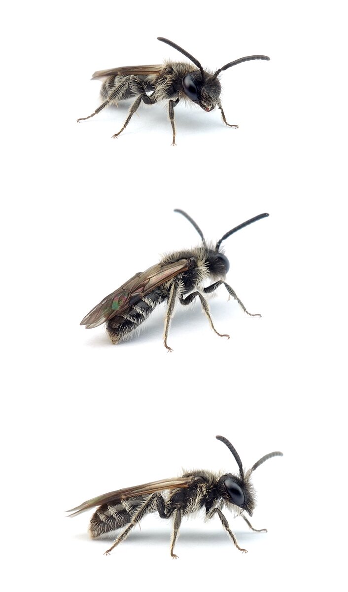 Andrena minutula ♂
