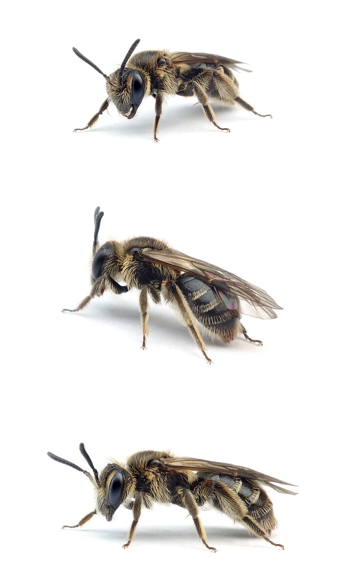 Andrena minutula ♀