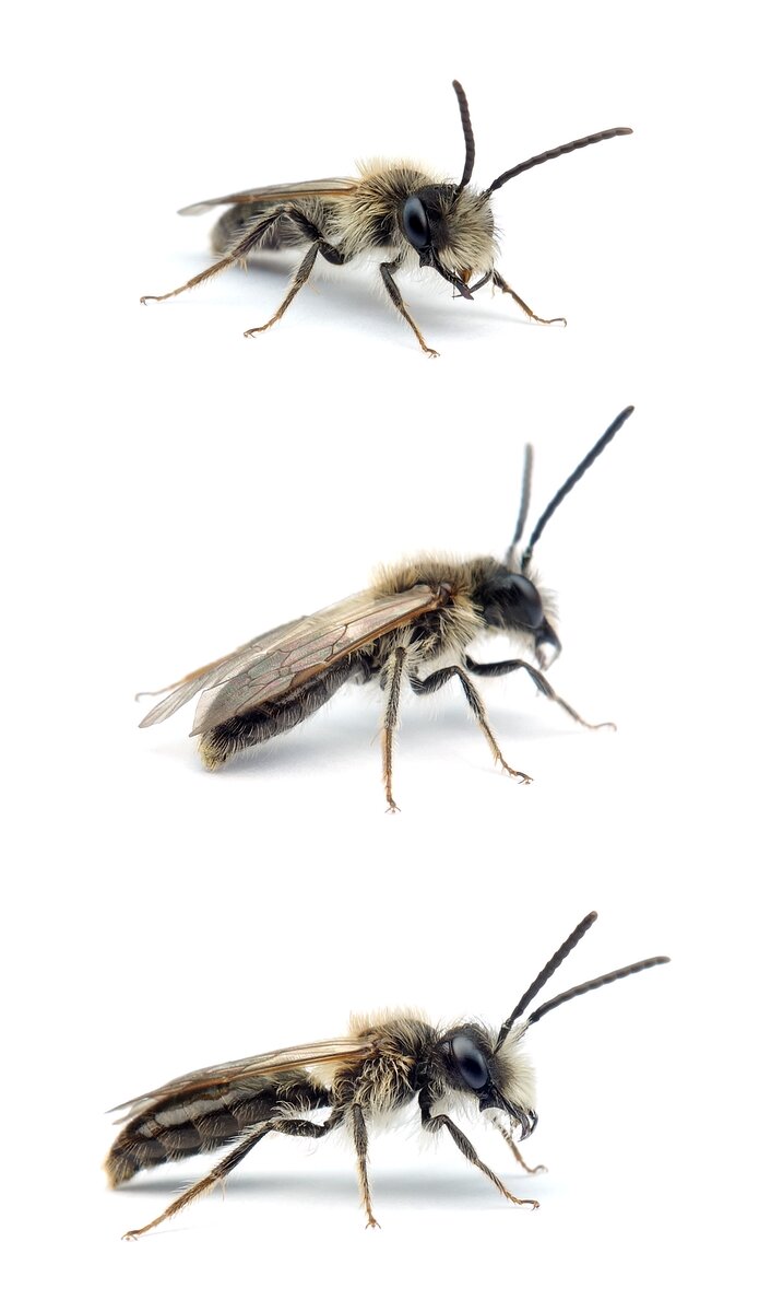 Andrena mitis ♂