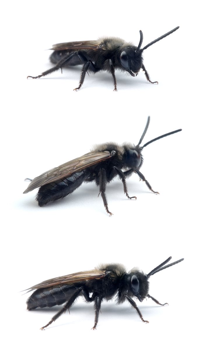 Andrena nigrospina ♂