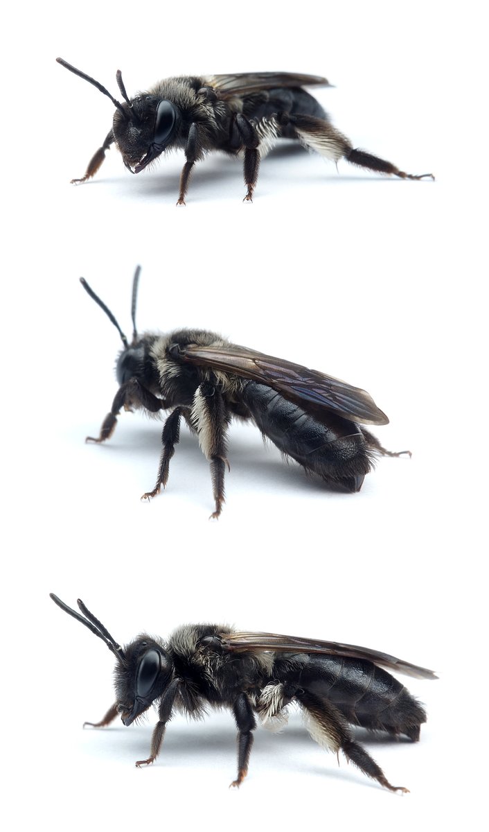 Andrena nigrospina ♀