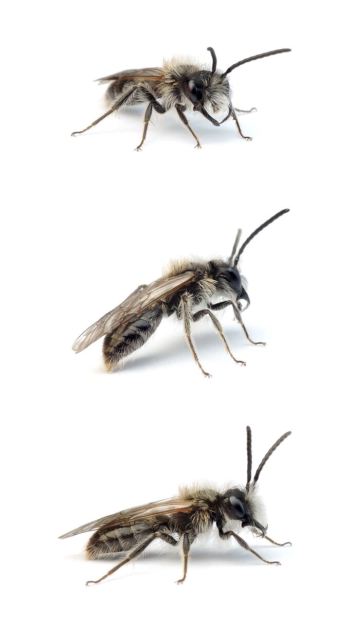 Andrena praecox ♂