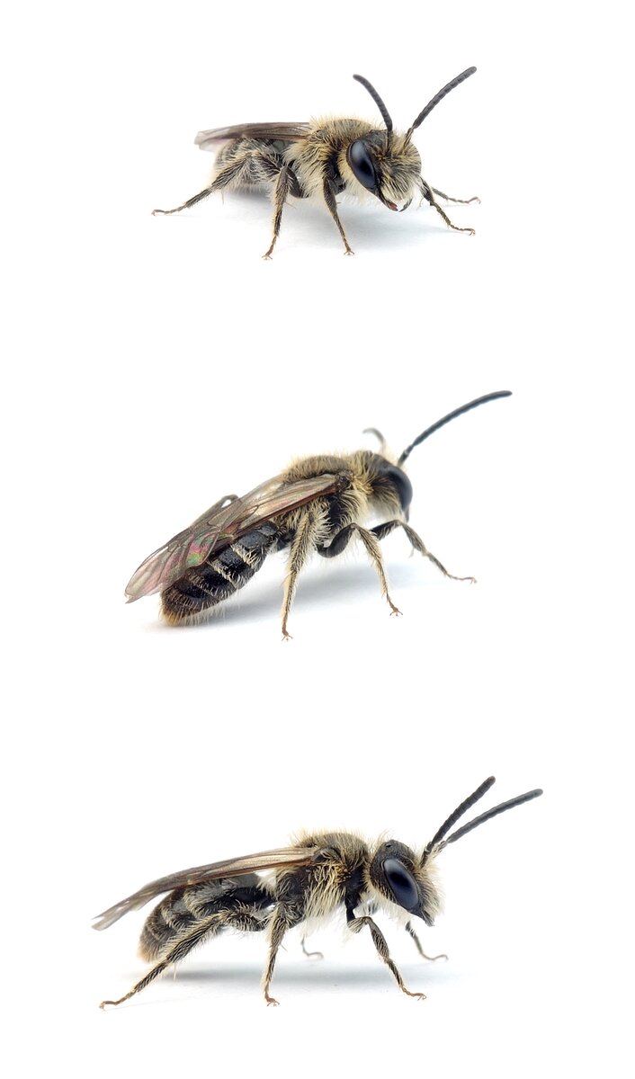 Andrena strohmella ♂