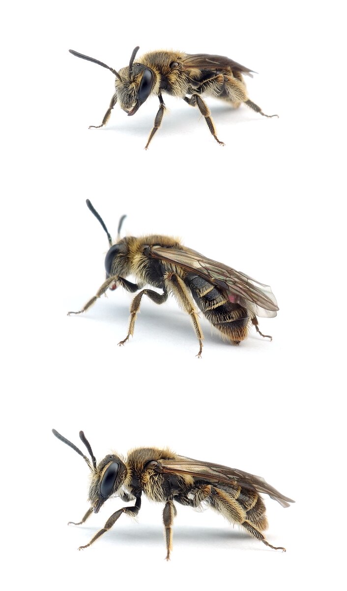 Andrena strohmella ♀