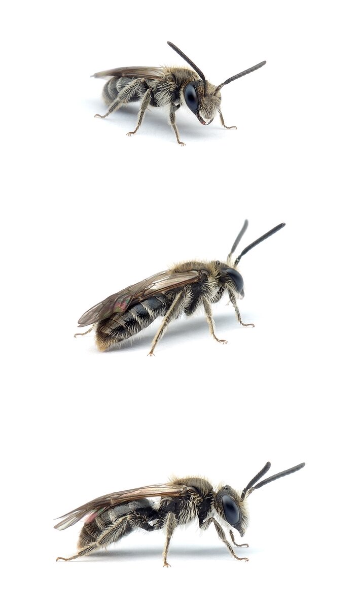 Andrena subopaca ♂