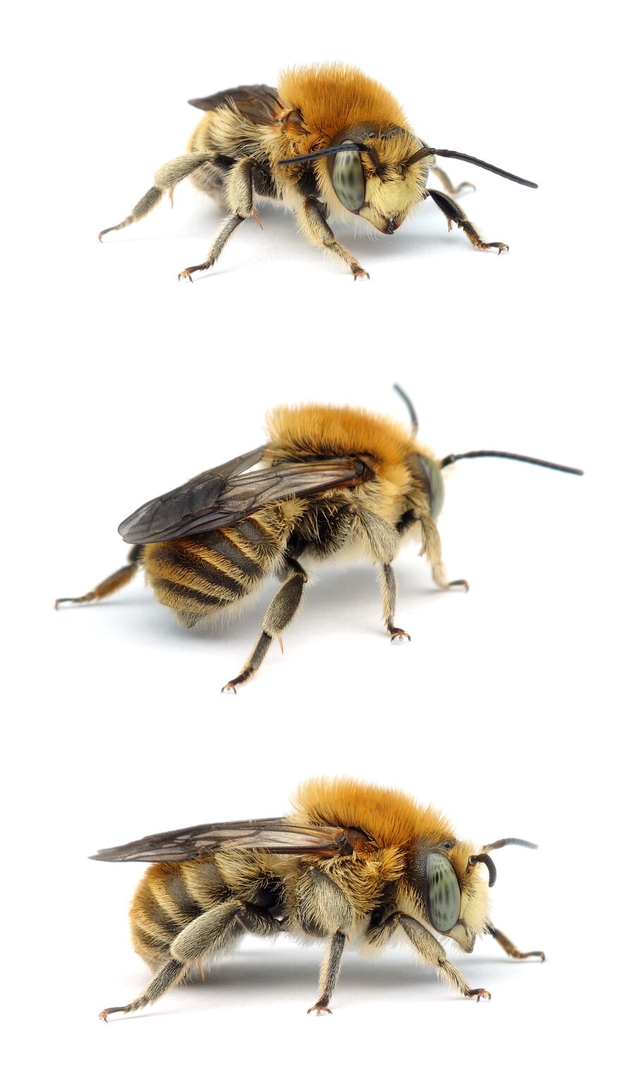 Anthidium byssinum ♂ Bastardbiene / Große Harzbiene 9-10 mm