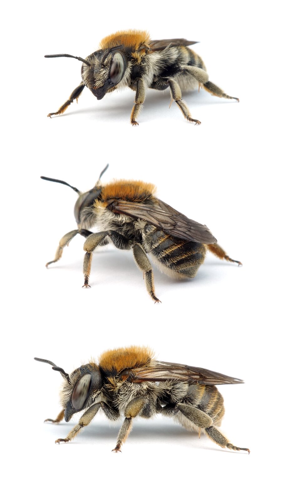 Anthidium byssinum ♀ Bastardbiene / Große Harzbiene 9-10 mm