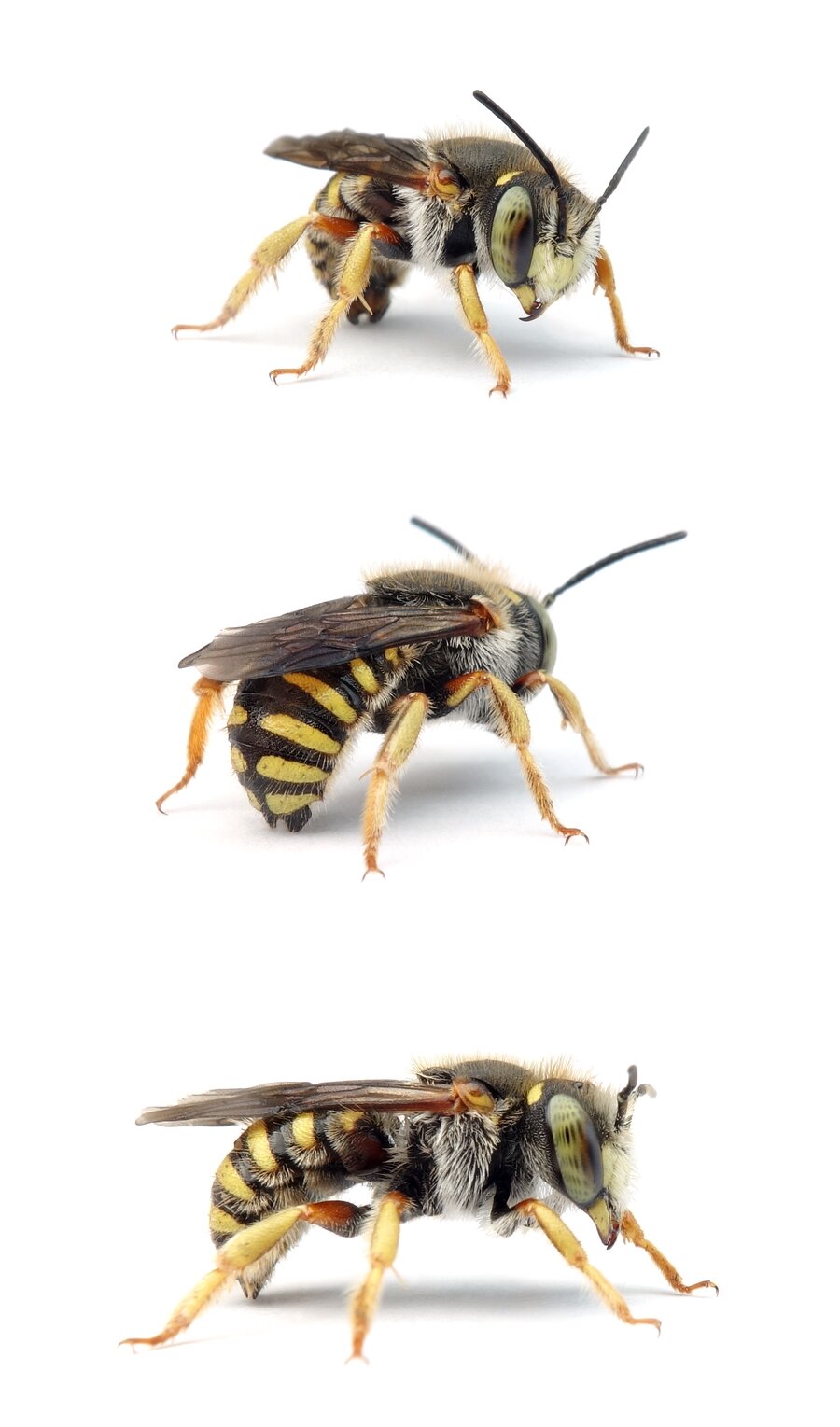 Anthidium oblongatum ♂ Felsspalten-Wollbiene 9-13 mm