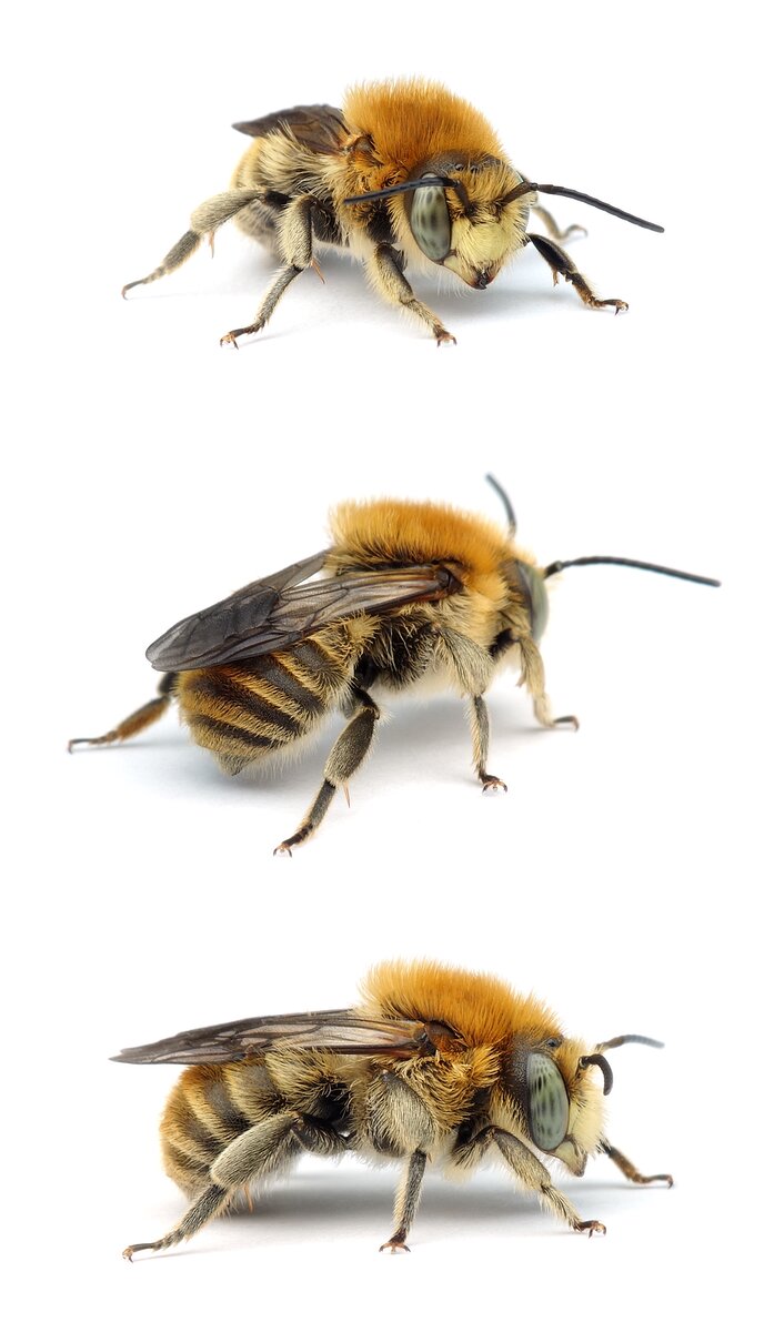 Anthidium byssinum ♂ Bastardbiene / Große Harzbiene 9-10 mm