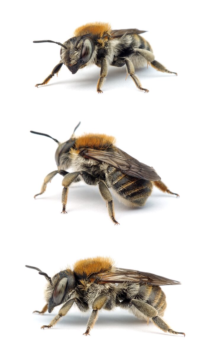 Anthidium byssinum ♀ Bastardbiene / Große Harzbiene 9-10 mm