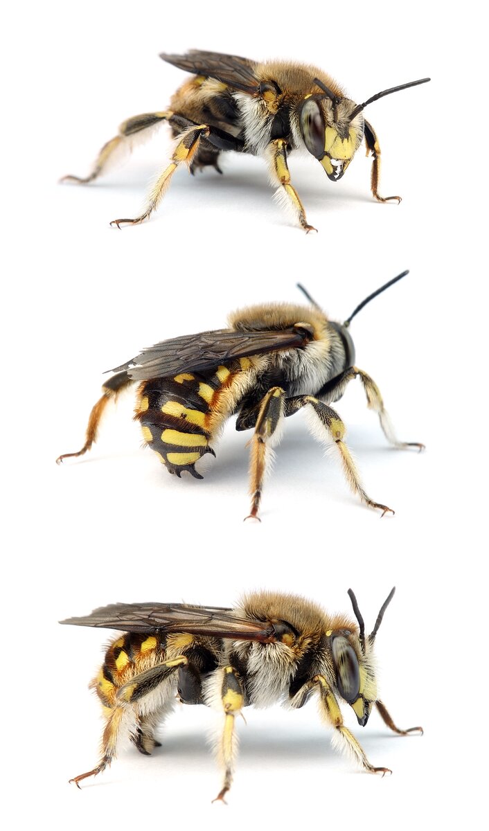 Anthidium manicatum ♂ Garten-Wollbiene 10-16 mm