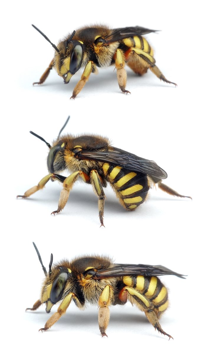 Anthidium manicatum ♀