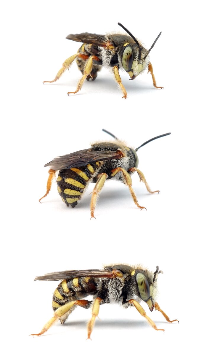 Anthidium oblongatum ♂ Felsspalten-Wollbiene 9-13 mm