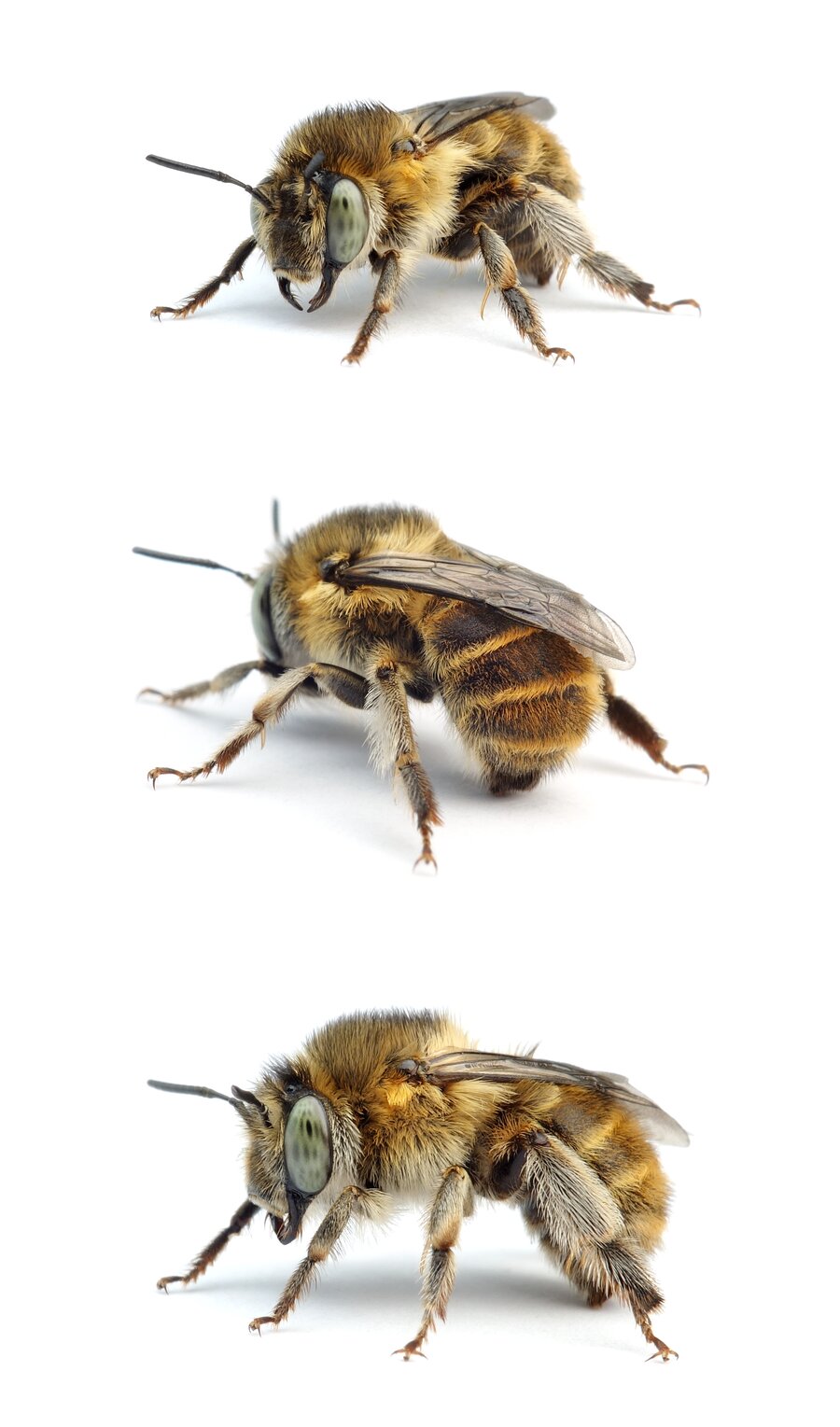 Anthophora quadrimaculata ♀ Vierfleck-Pelzbiene 10-12 mm